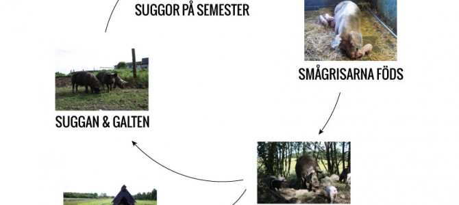 Faktautställning om våra grisar Faktautställning om våra grisar